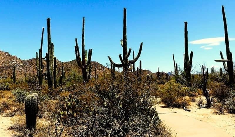 paved walking path through a desert