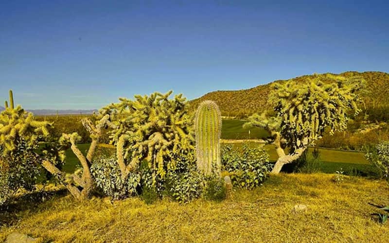 scene in a desert park with several cacti