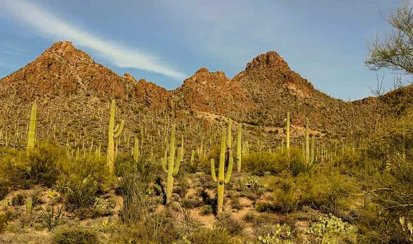 desert mountain and hills covered by saguaro cacti