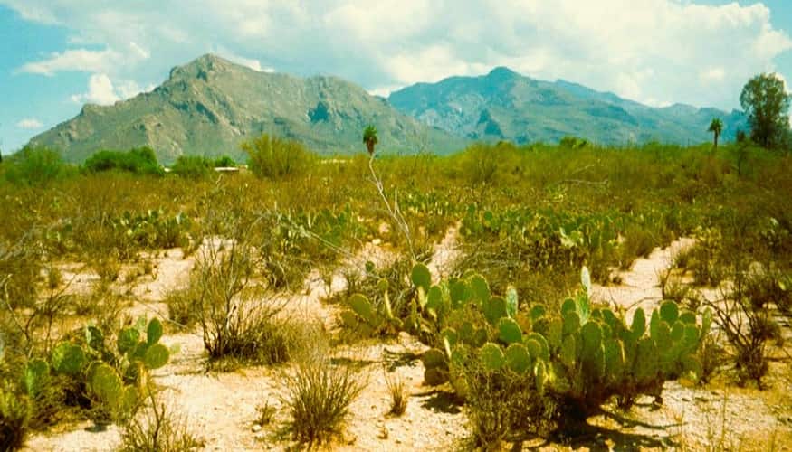 view of the Santa Catalina mountains in Tucson from a botanical park